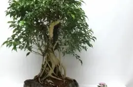 Tropical Bonsai